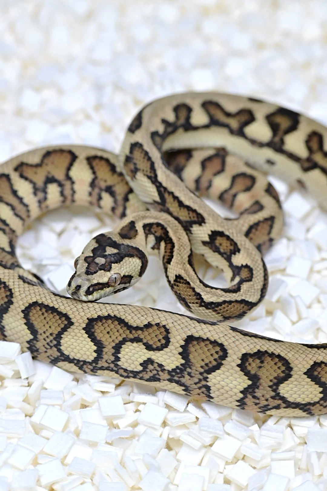 Caramel Jag (Female)