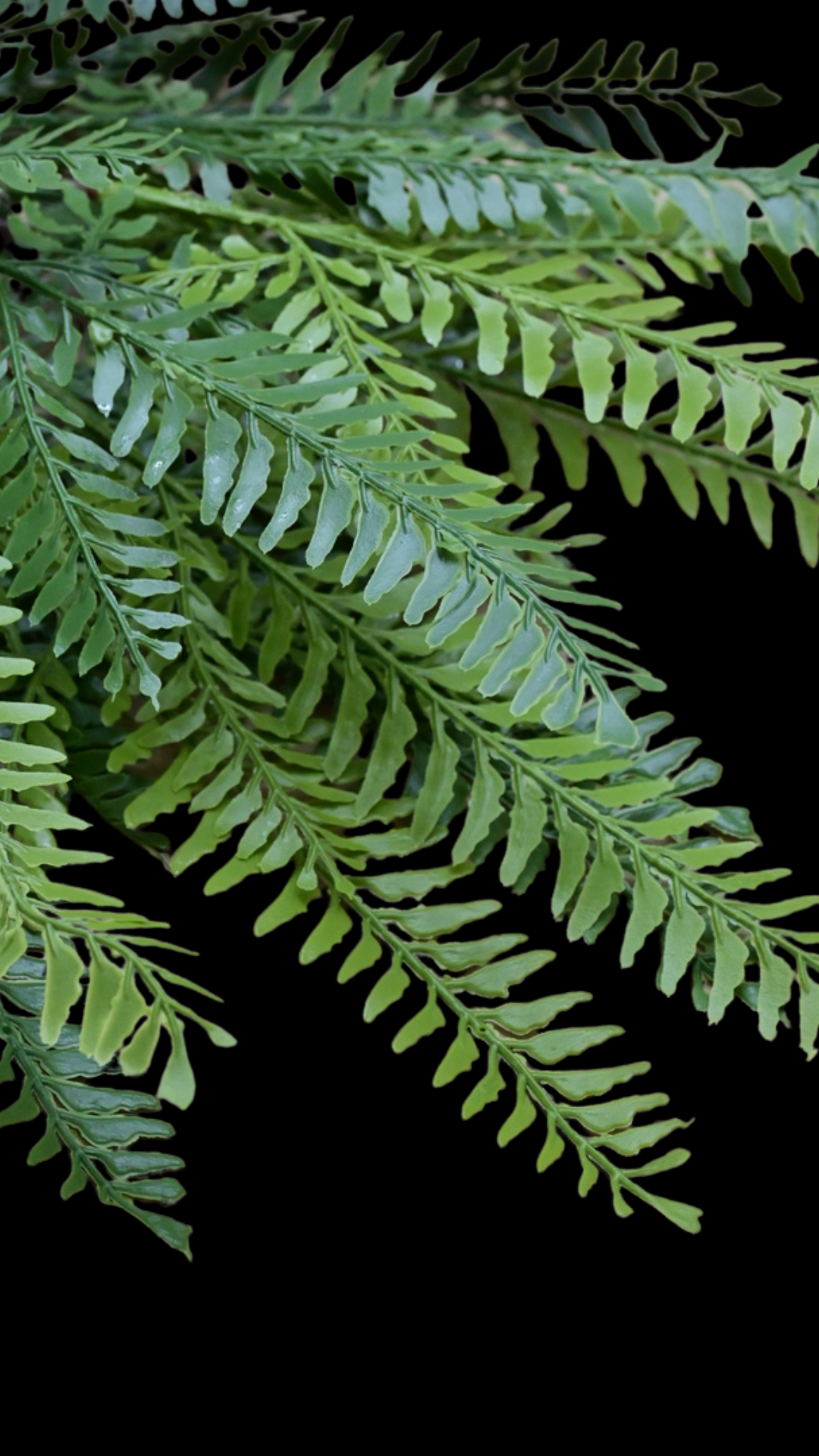 Fern Bush