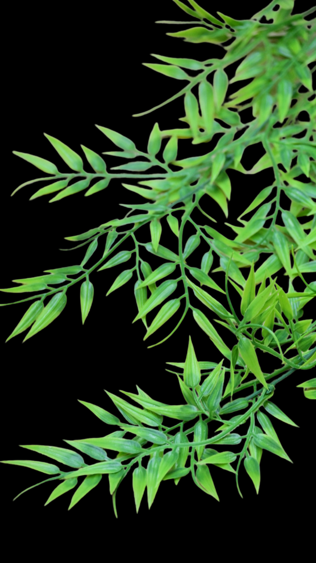 Bamboo Hanging Bush