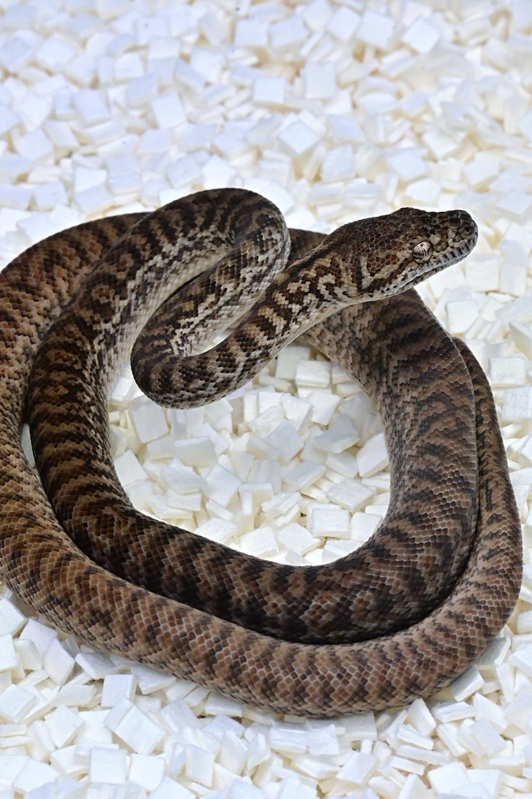 Bredli Zebra 100% Het Albino 50% Het Ax (Female)