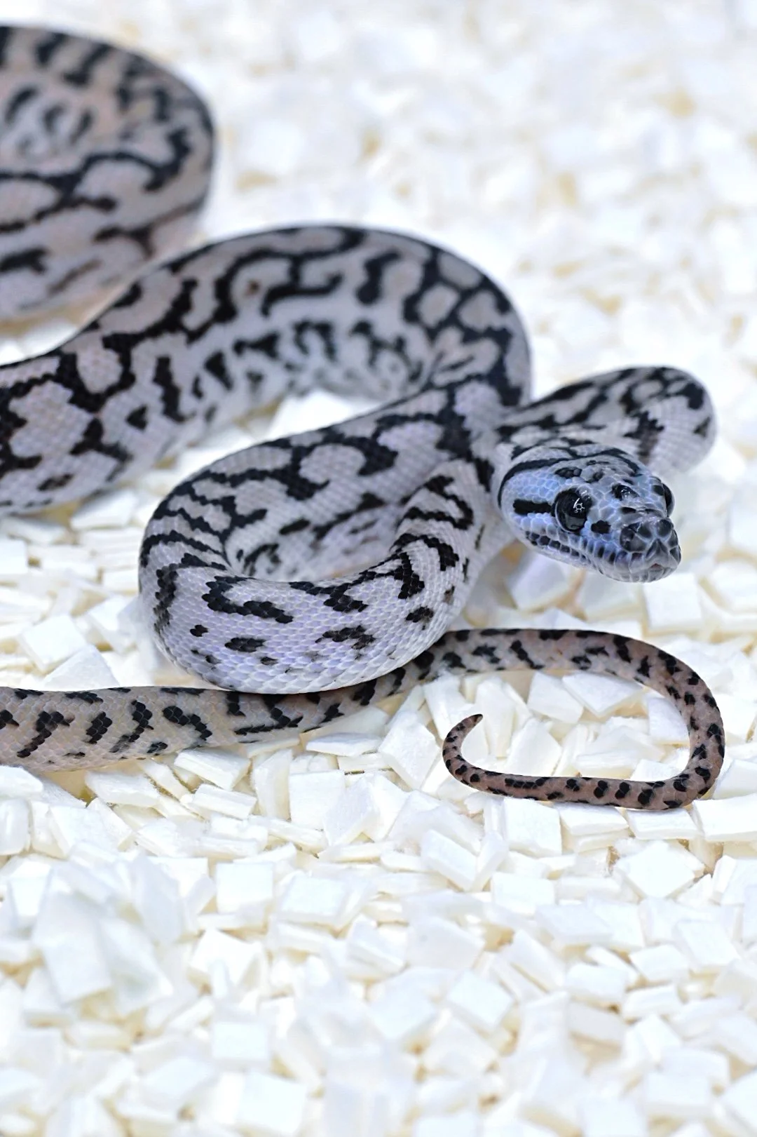 Black & White 75% MD Silver Pepper Jag (Male)