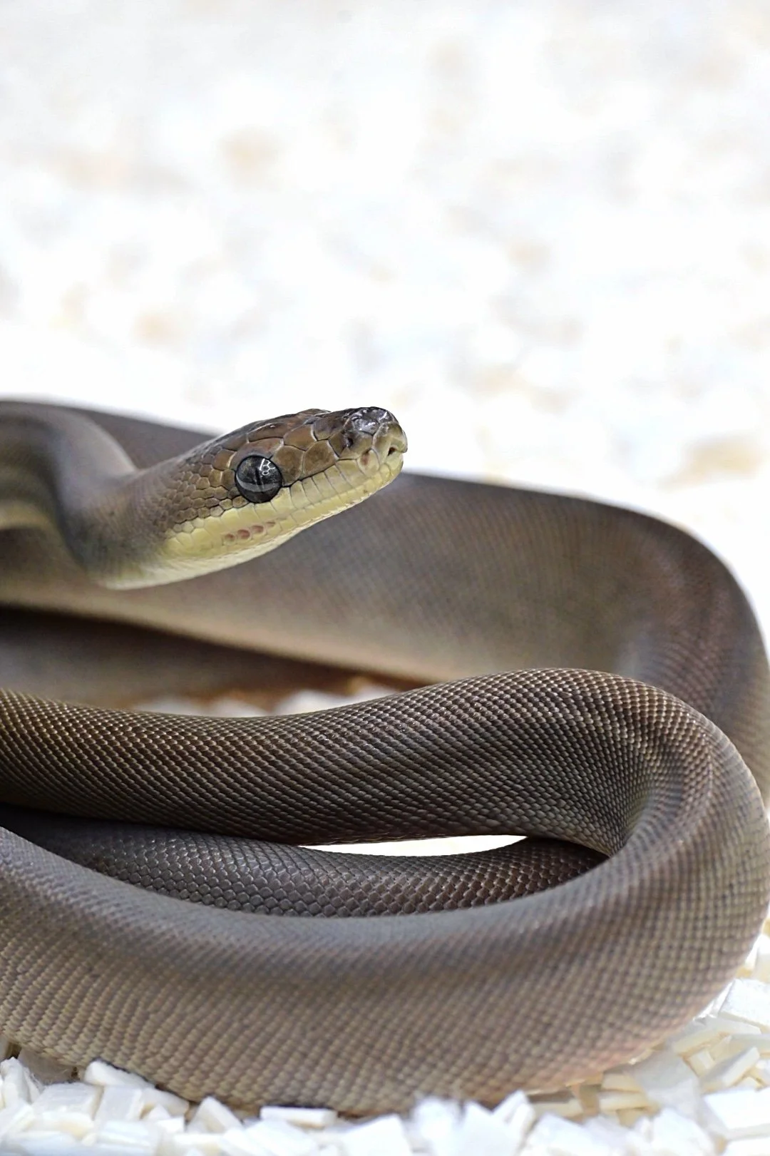 Olive Python (Female)