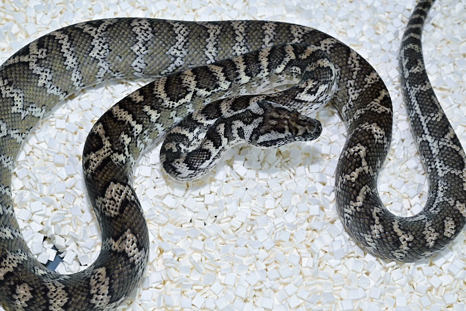 Ghost 66% DH Albino/Granite (Female)