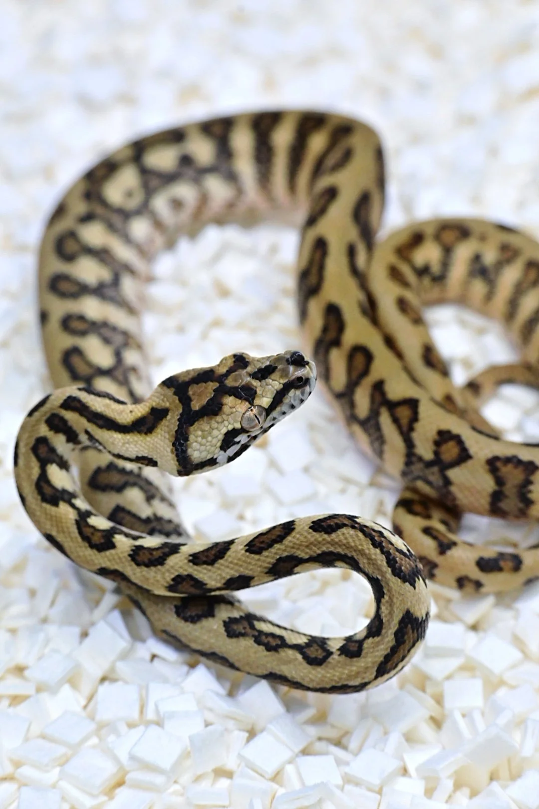 Caramel Jag Poss TH (Male)