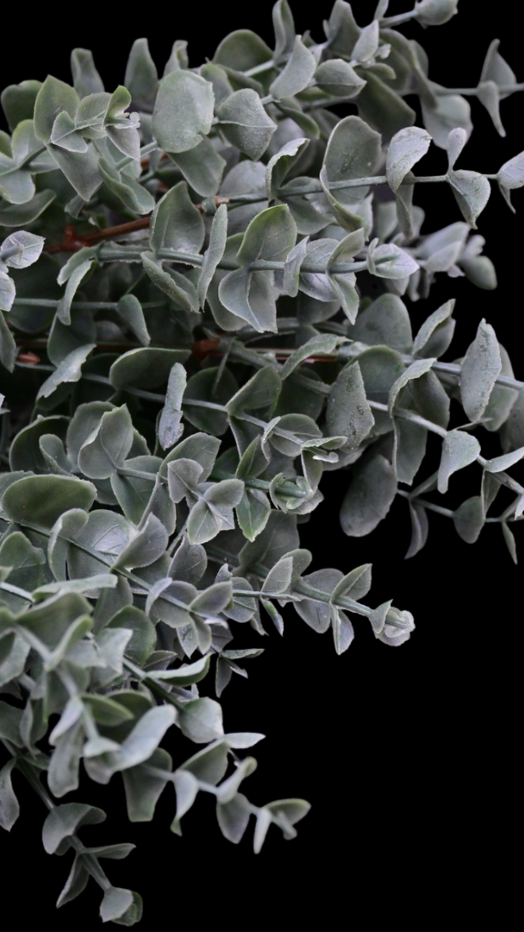 Eucalyptus Bush