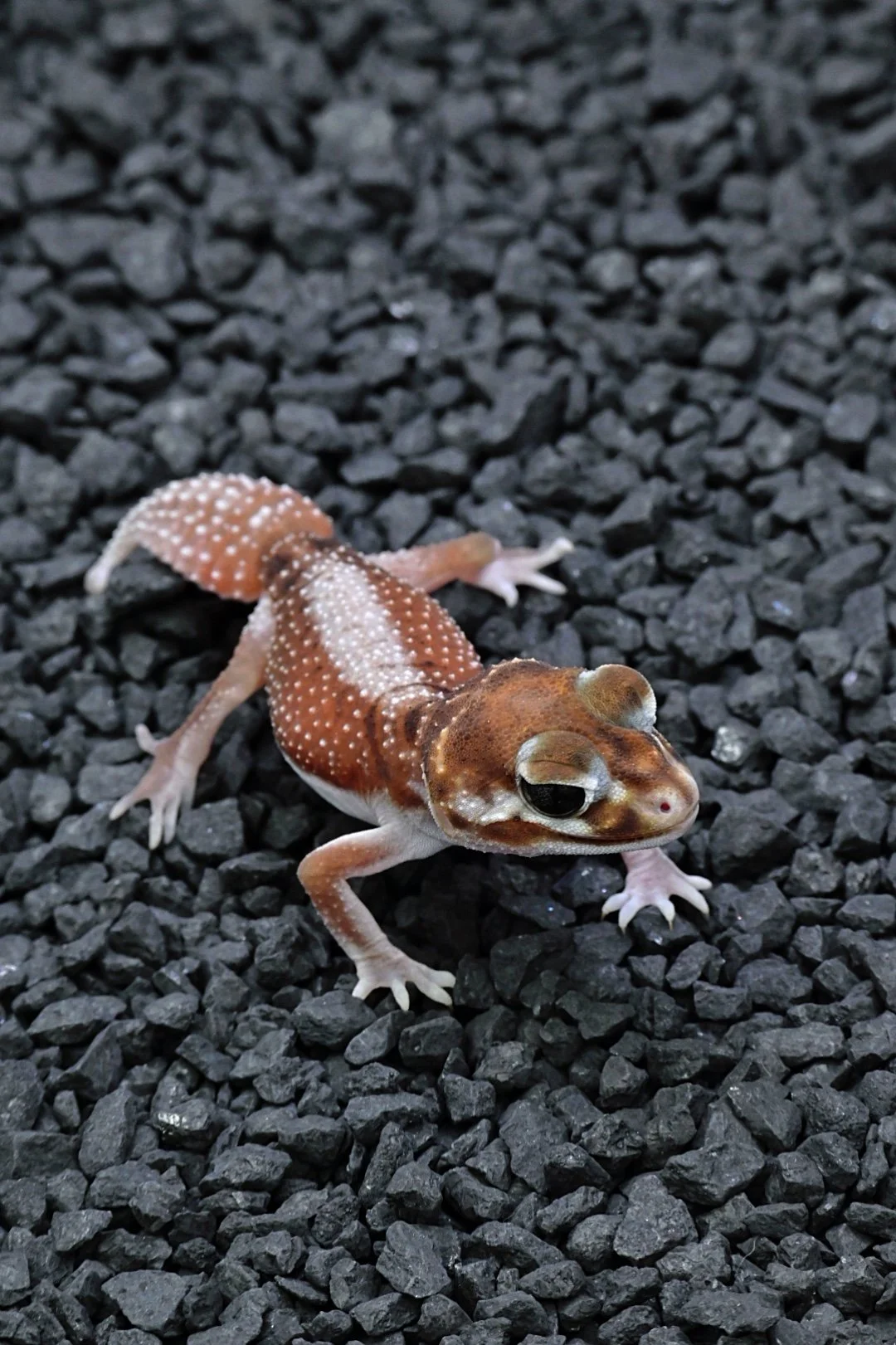 Smooth Knob Tail Gecko High White (Female)