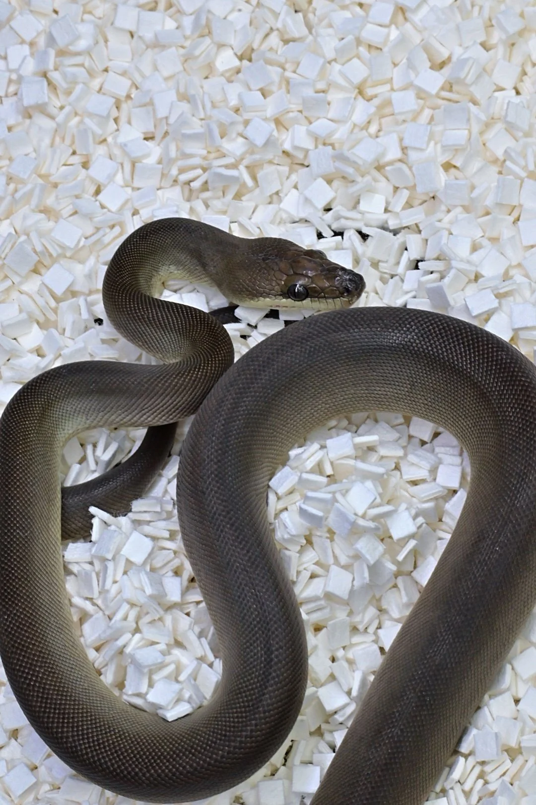 Olive Python (Female)