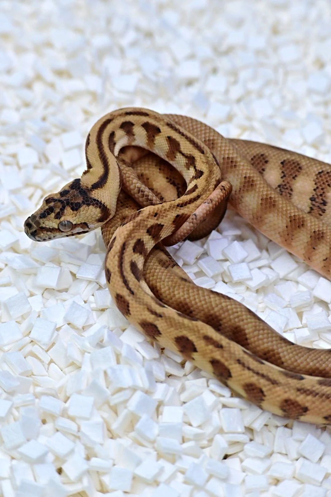 Caramel Jag Poss TH (Male)