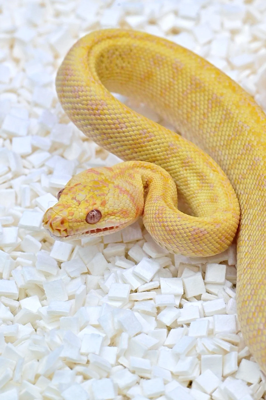 Albino Granite Jag 50% Het Ax (Male)