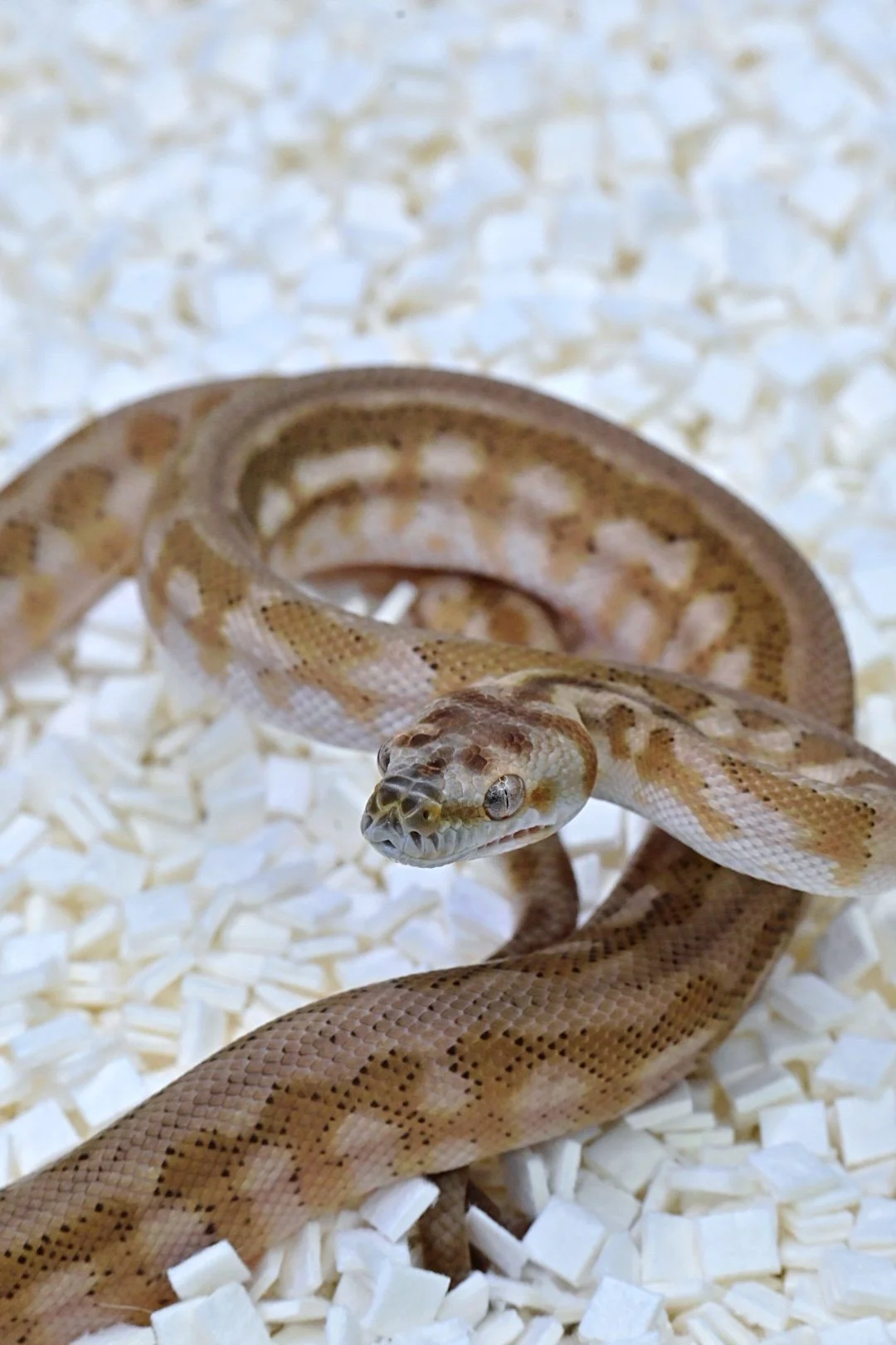 Super Hypo Jag Het Axanthic (Male)