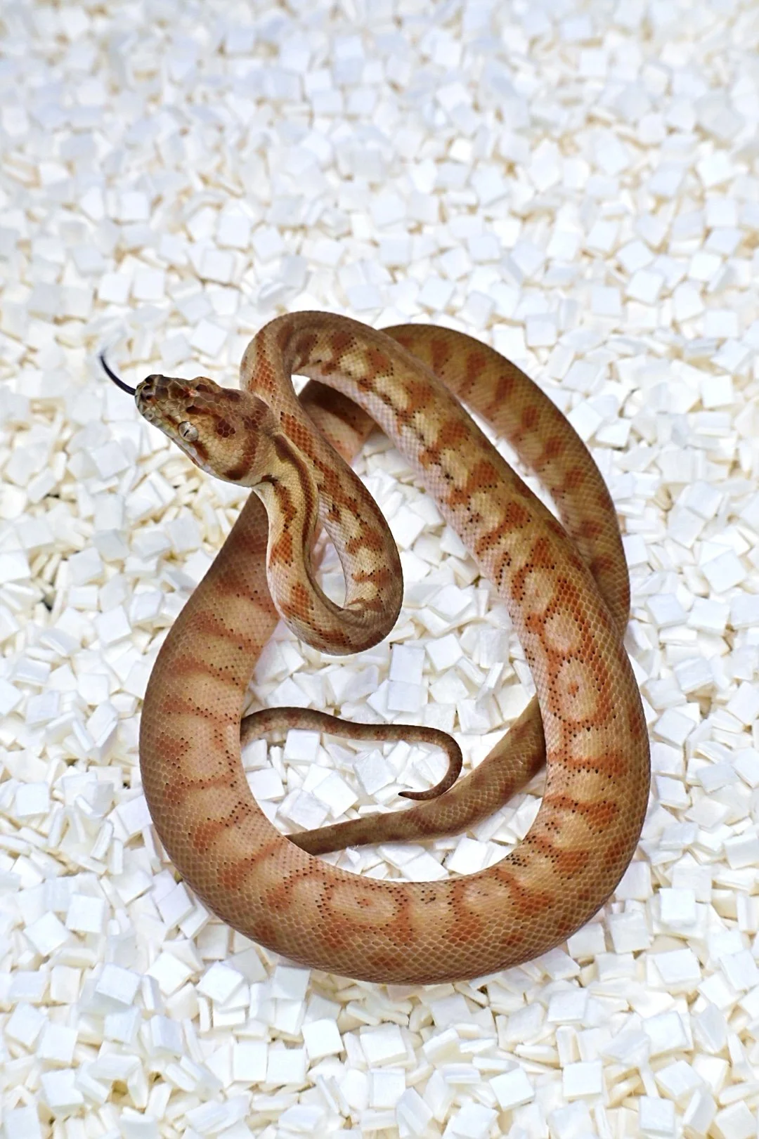 ISIMG-843034.JPG