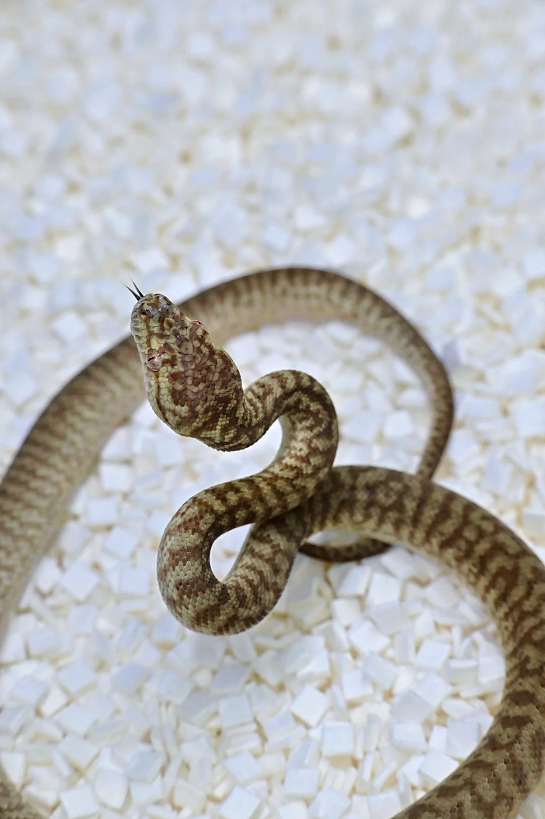 Caramel Zebra 50% DH Ax/Alb (Male)