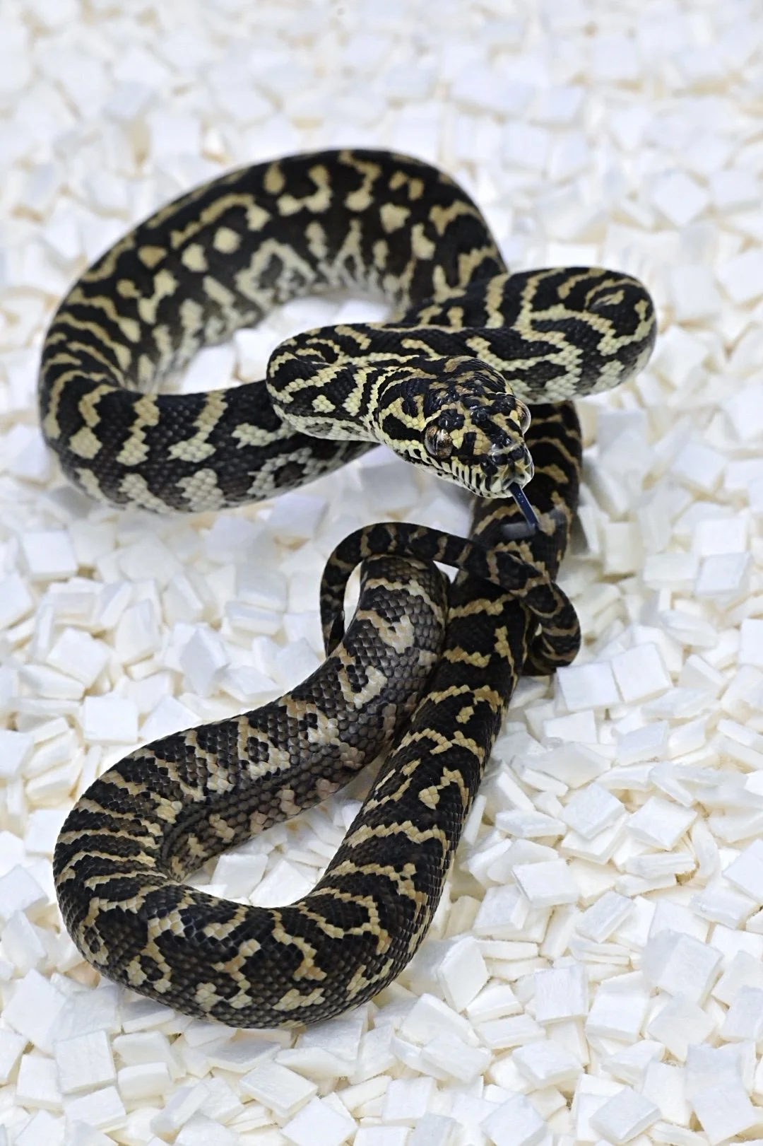 High Yellow Jungle Zebra (Female)