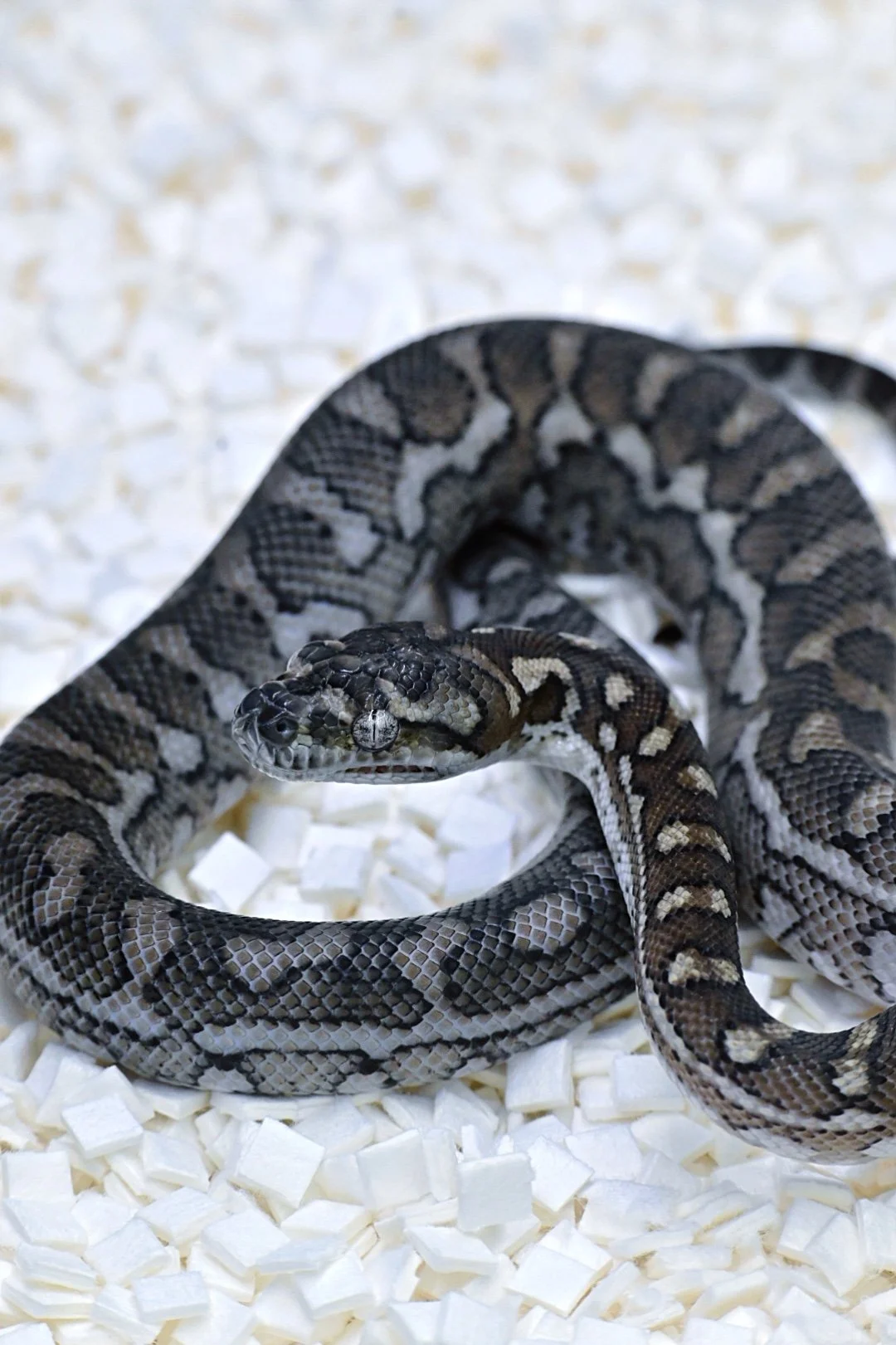 Coastal Ghost (Female)