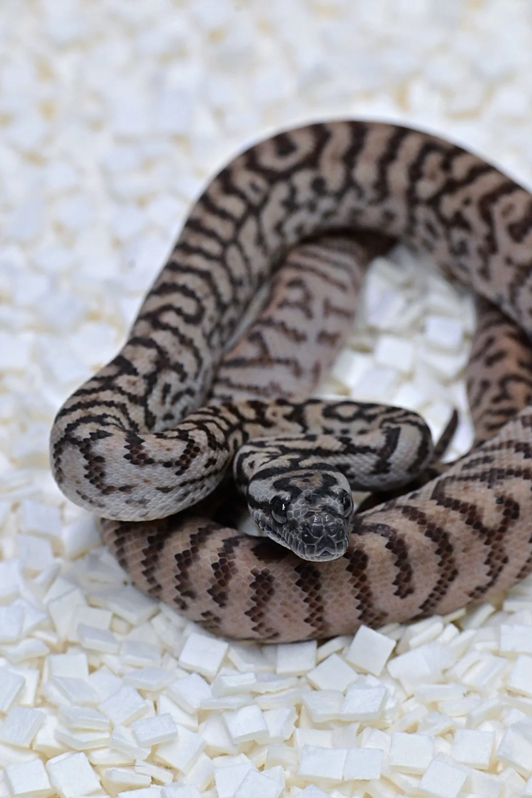 75% MD Silver Pepper Jag (Female)