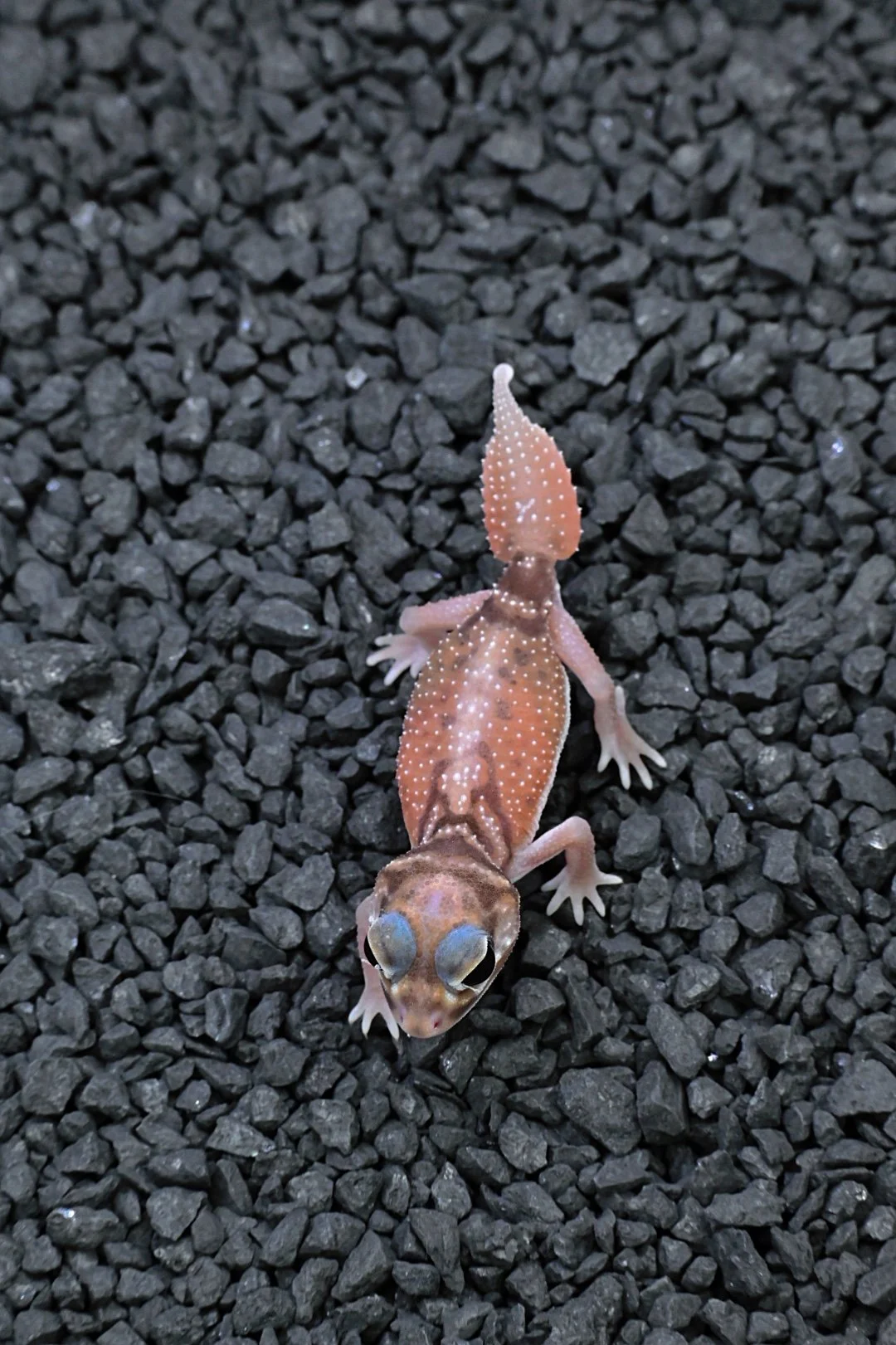 Smooth Knob Tail Gecko 66% DH Albino/ Patternless (Female)