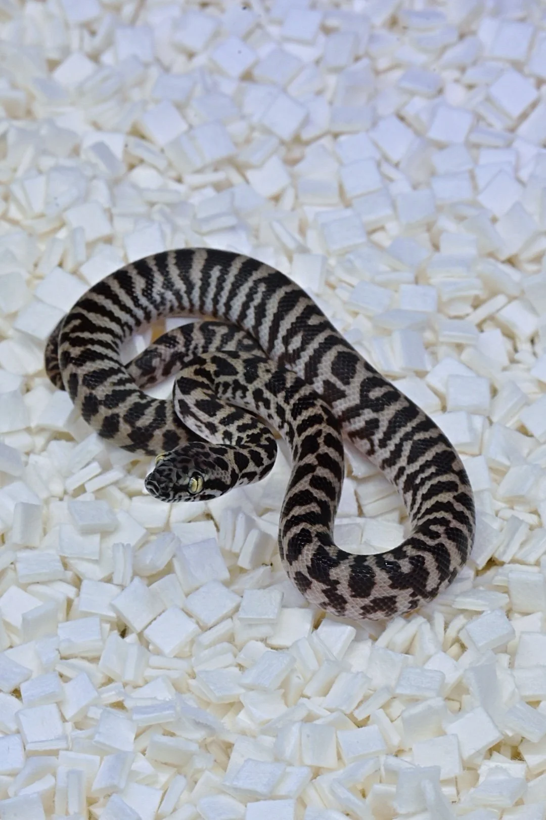 Pygmy Banded Stimsons Python (Female)
