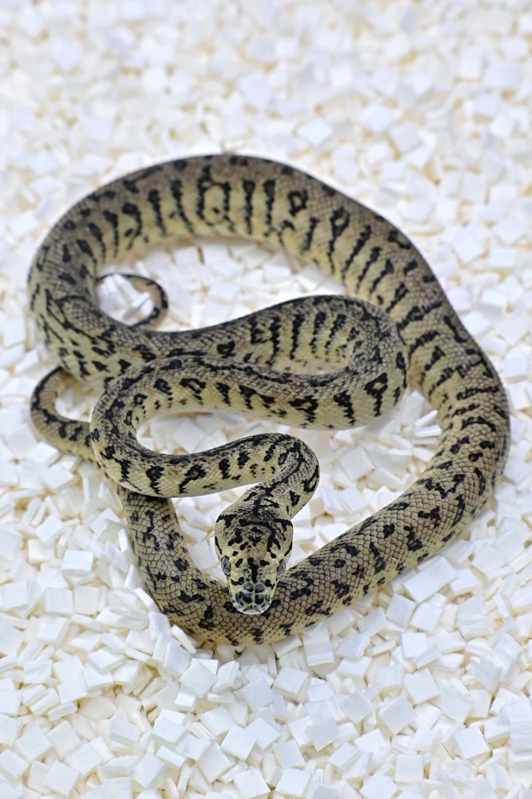 Granite Jag 50% Het axanthic (Male)