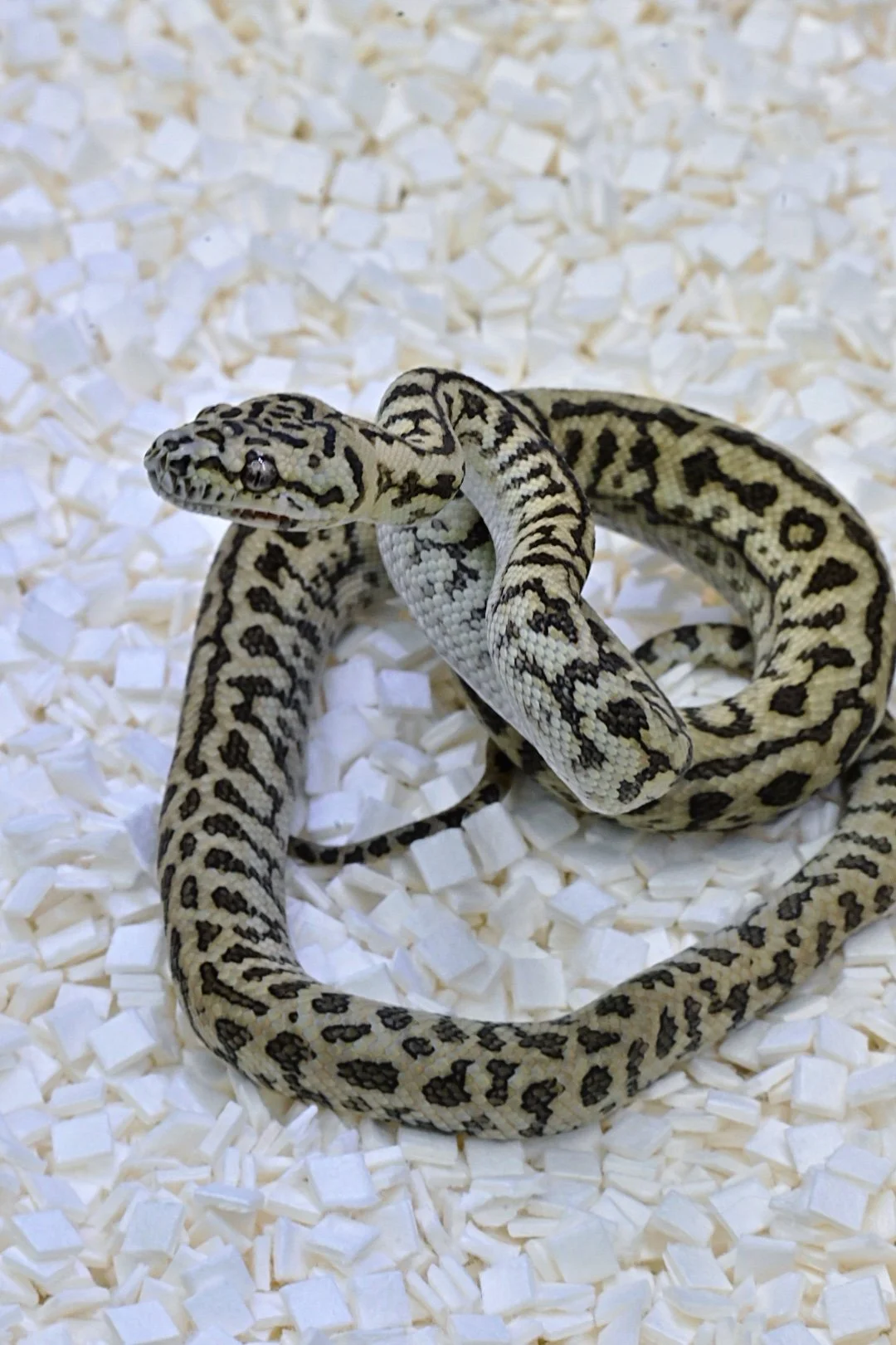 Zebra Jag 50% Double Het Ax/Albino (Female)