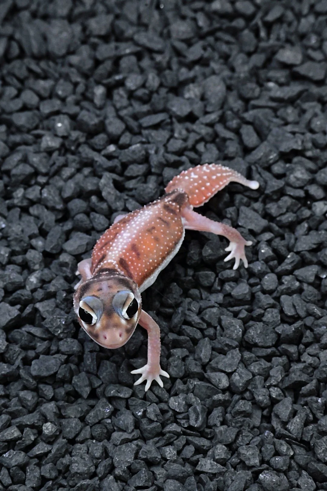 Smooth Knob Tail Gecko High White (Female)