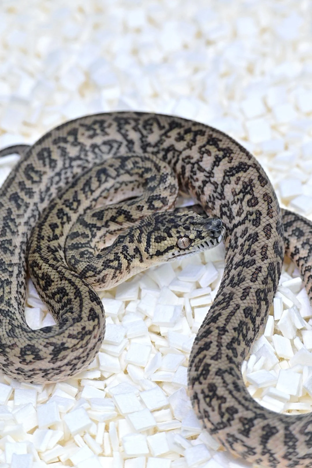 Caramel Granite Het Axanthic (Female)