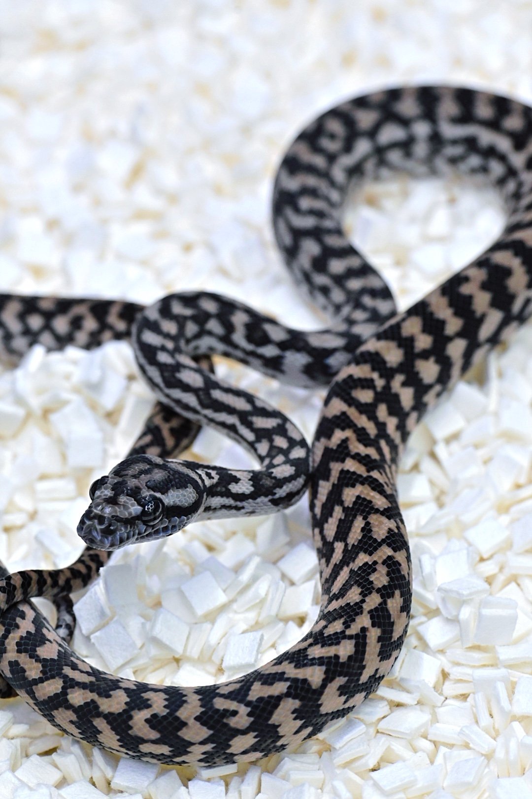 75% MD Silver Pepper (Female)
