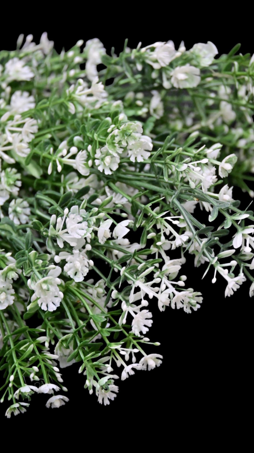 Baby Breath Bush