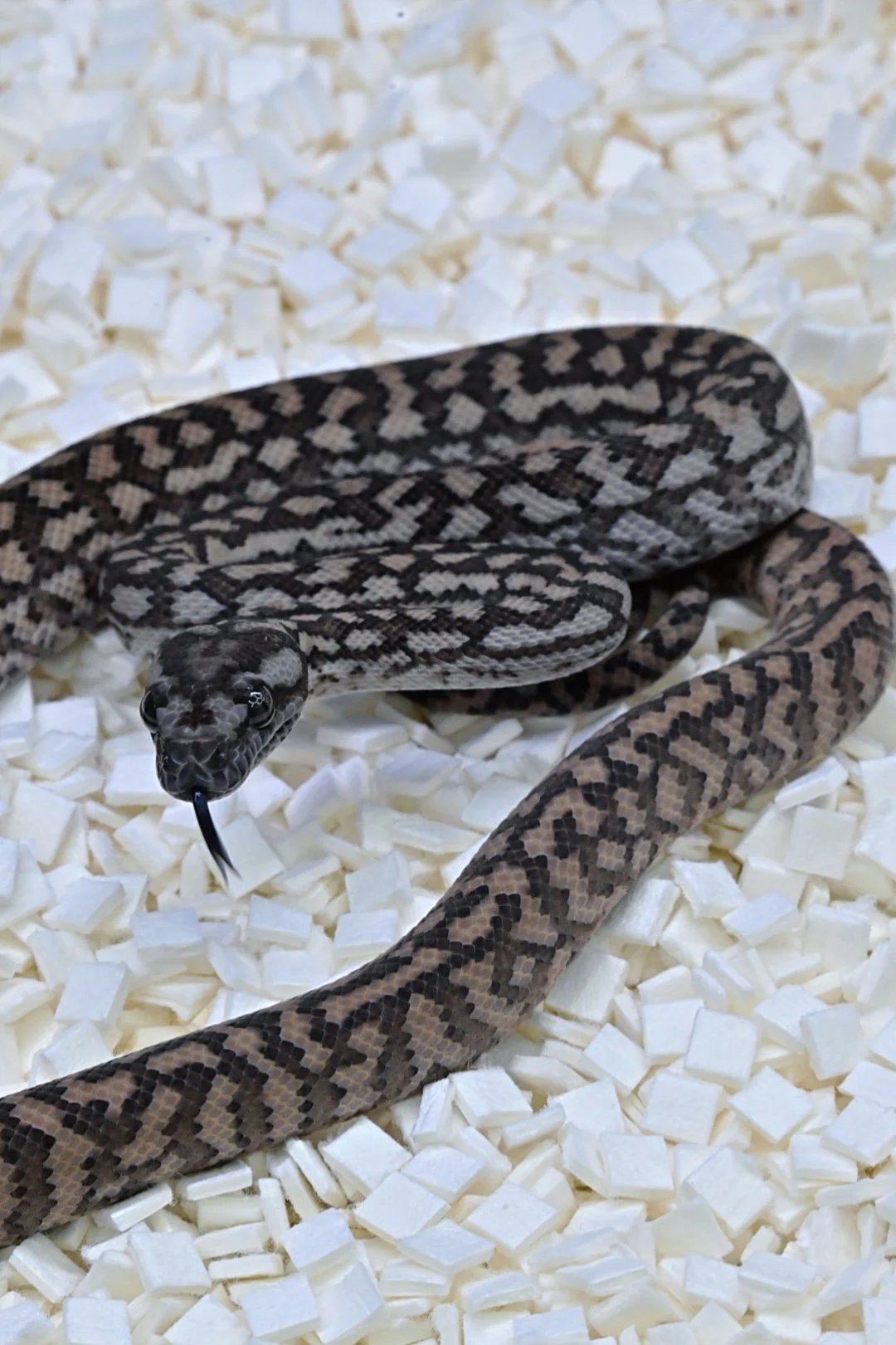 75% MD Silver Pepper (Female)