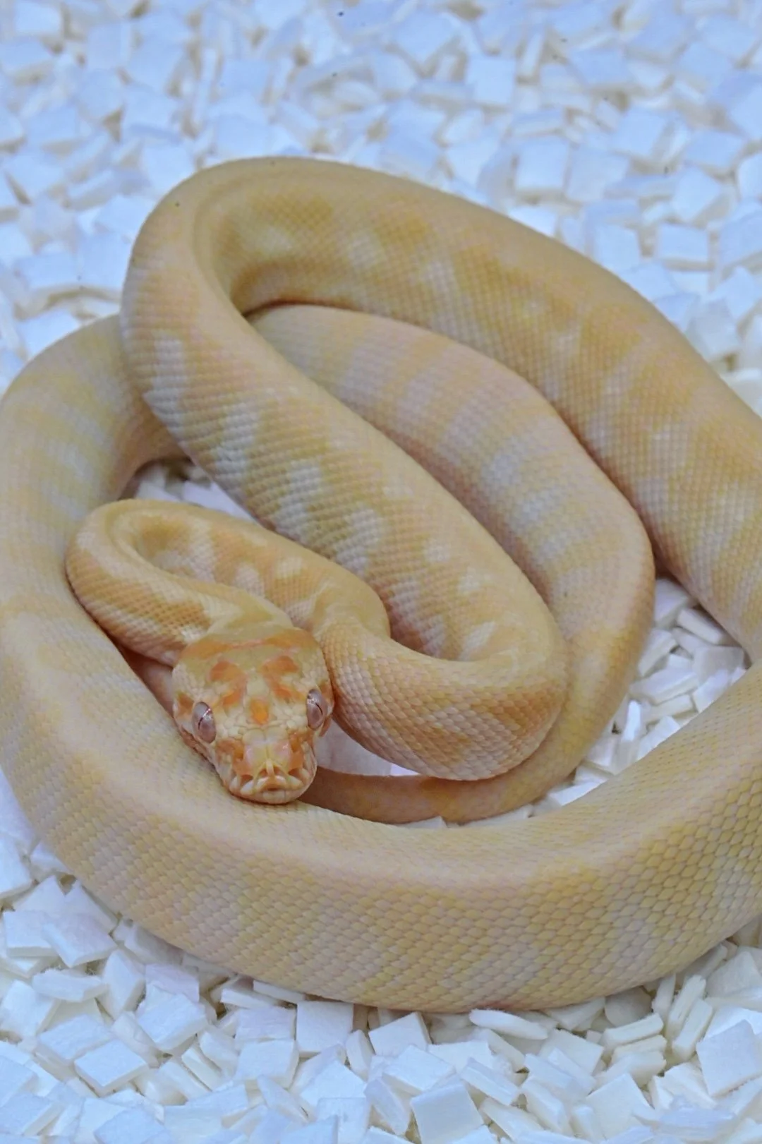 Albino Jag 66% DH Axanthic/ Granite (Female)