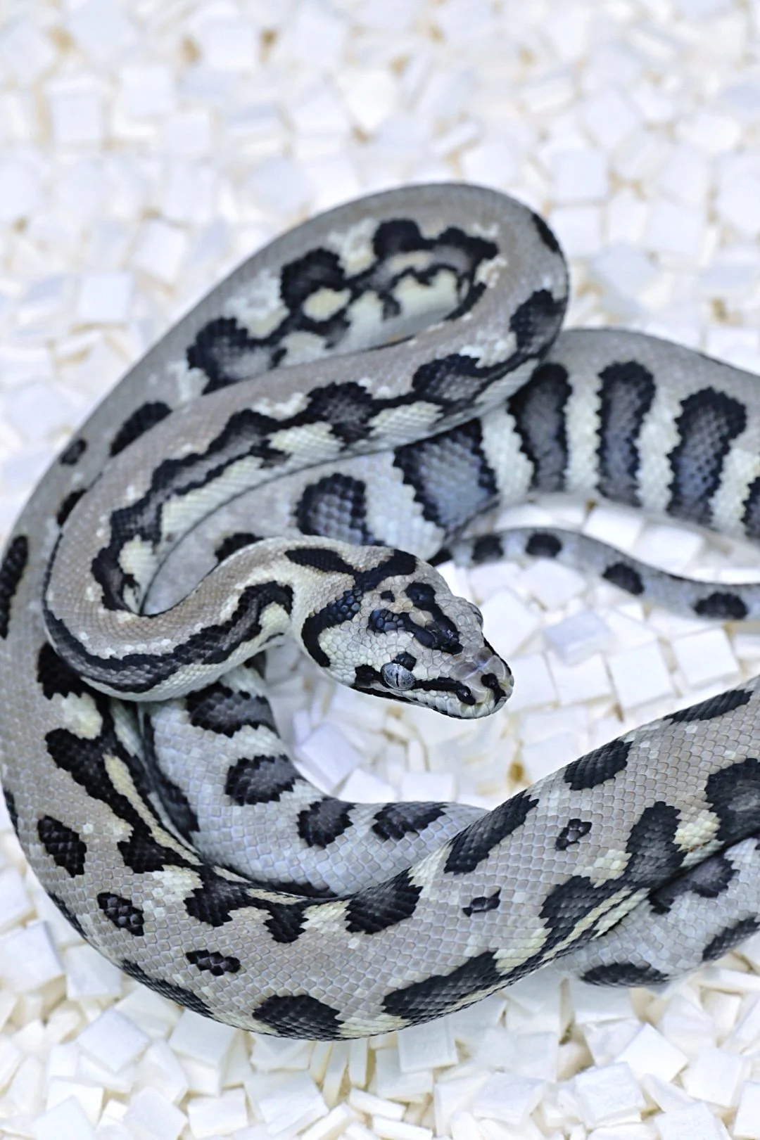 Axanthic 93.75% Jungle Jag (Female)