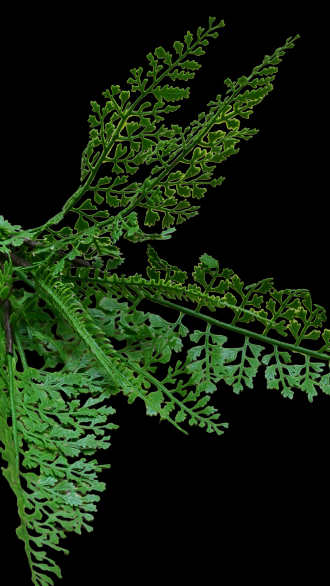 Parsley Fern Bush