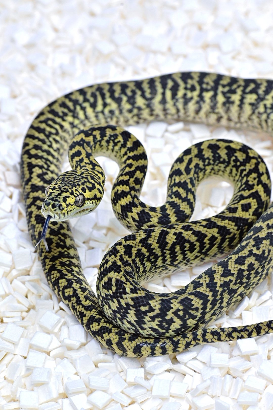 Jungle Granite 50% Het Axanthic (Female)