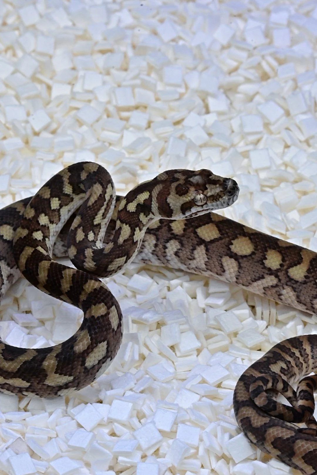 Mixed Bredli 100% Het Albino 50% Het Ax (Male)