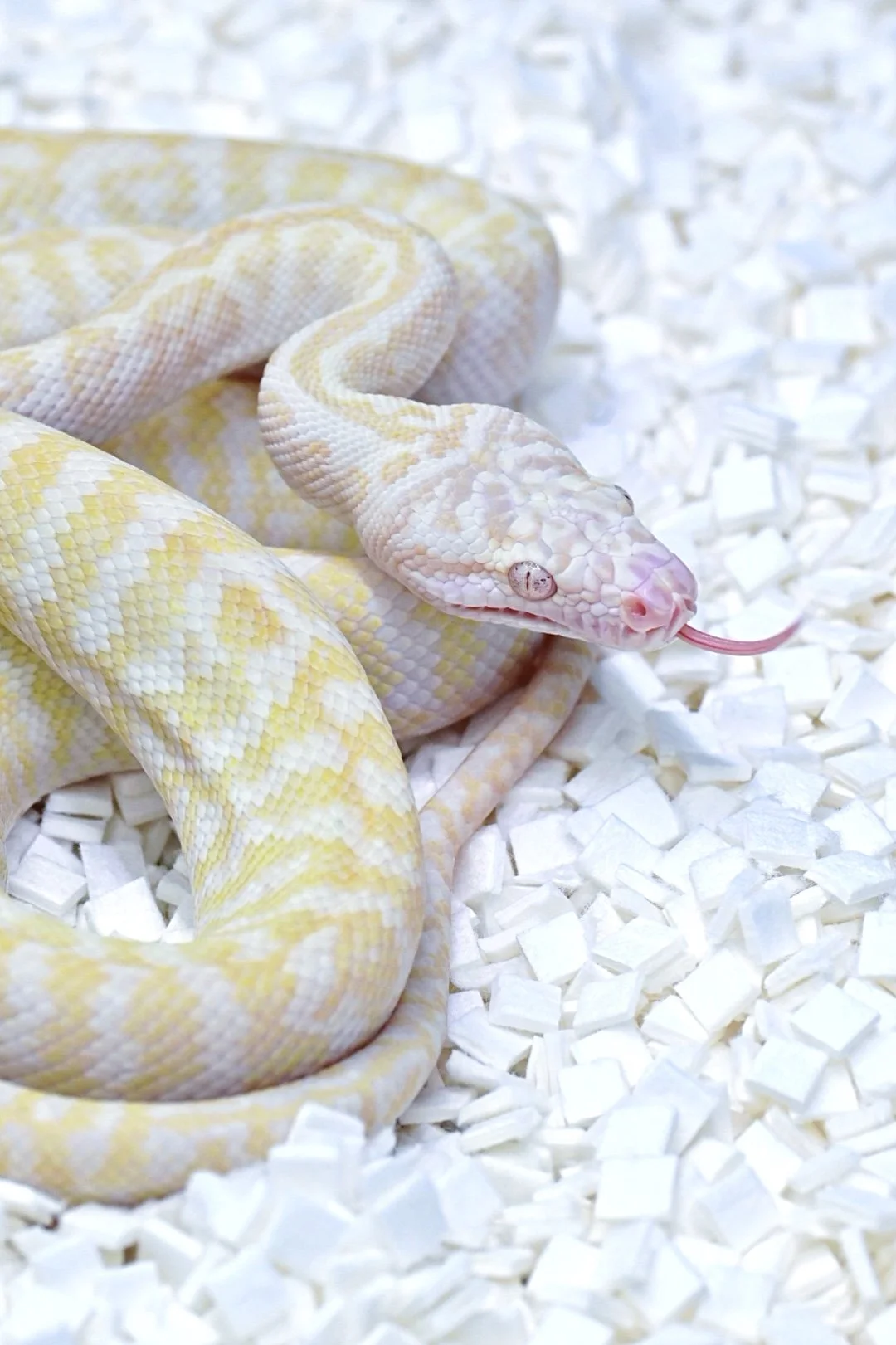 Snow Zebra (Male)