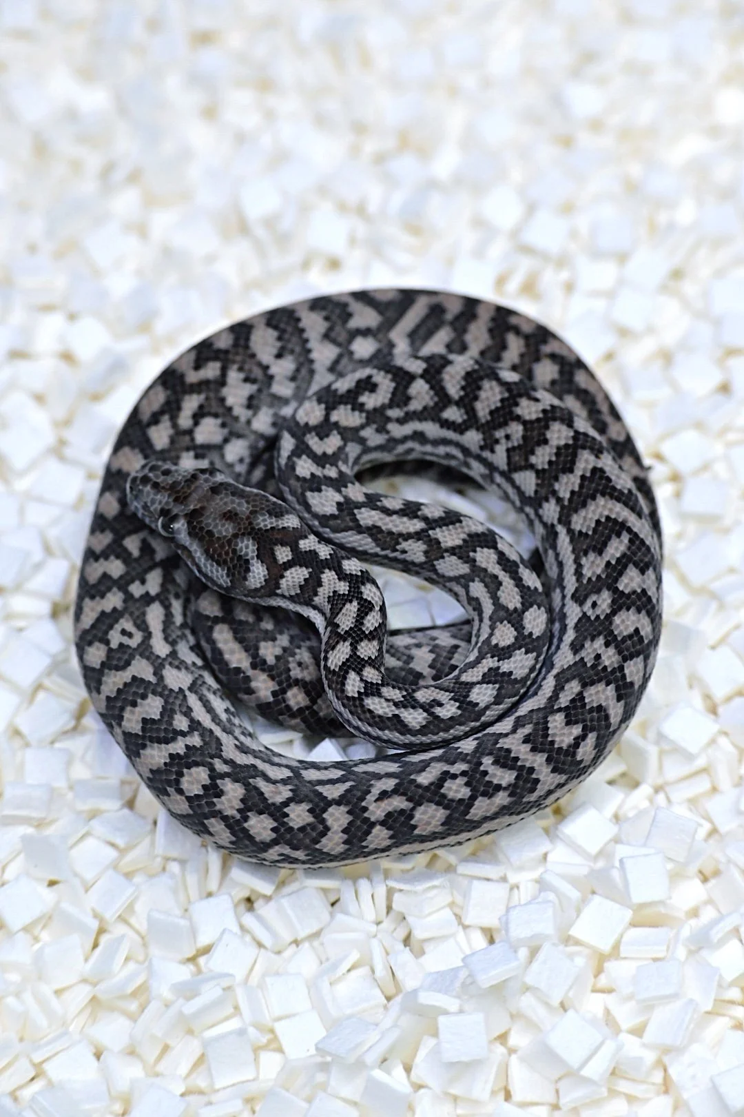 75% MD Silver Pepper (Male)