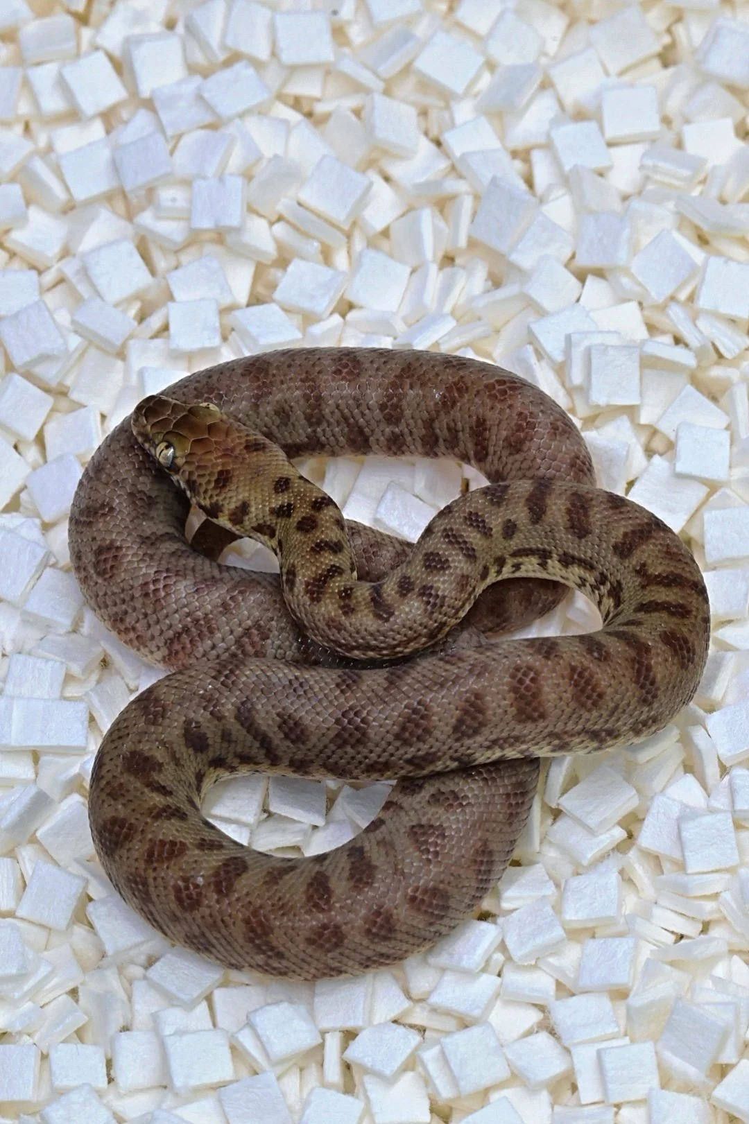 Stimson's Python (Male)