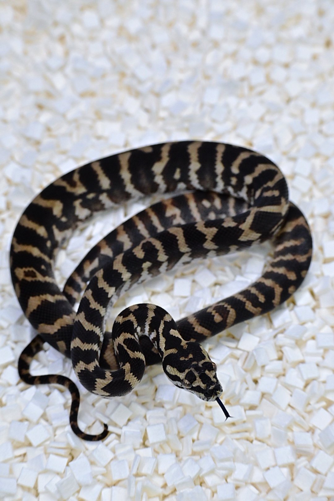 100% Het Granite 66% Het Axanthic (Male)