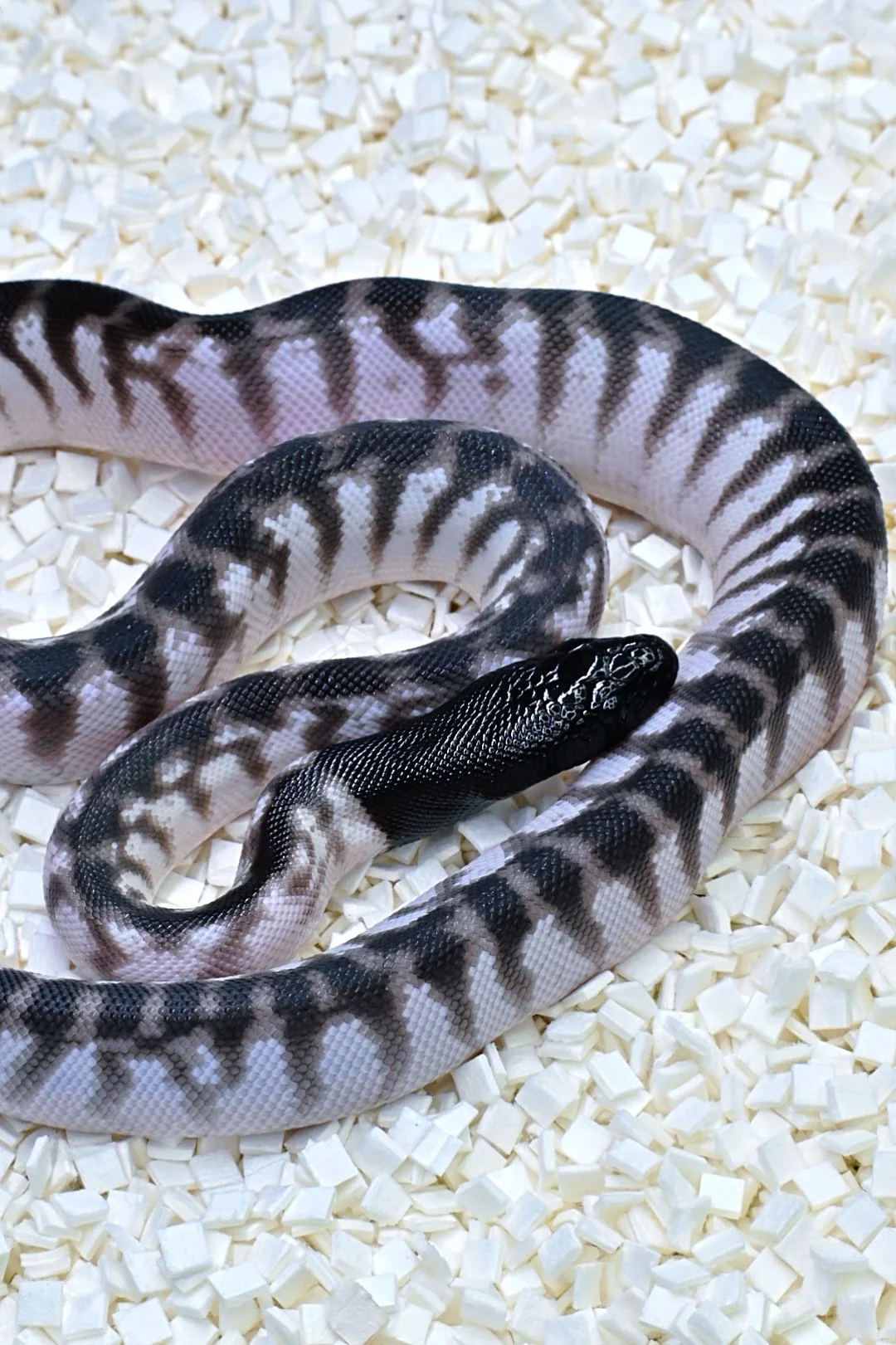 Axanthic Black Headed Python (Male)