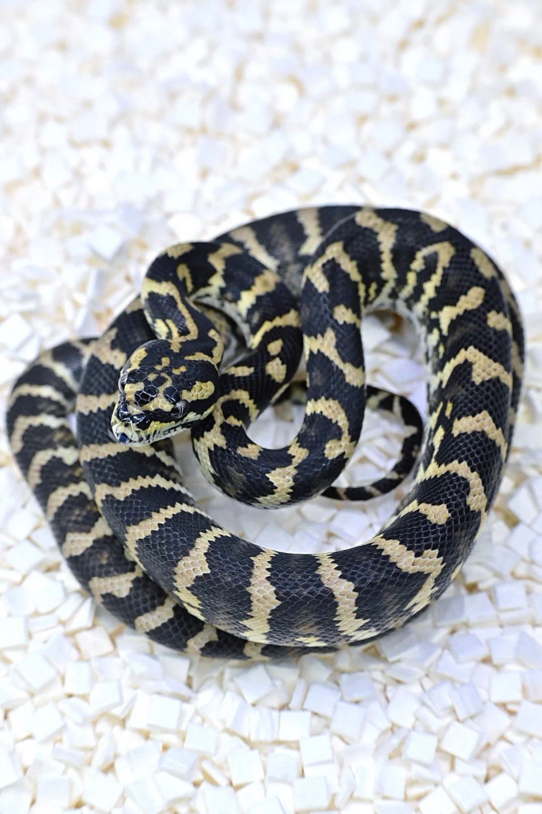 100% Het Granite 66% Het Ax (Male)