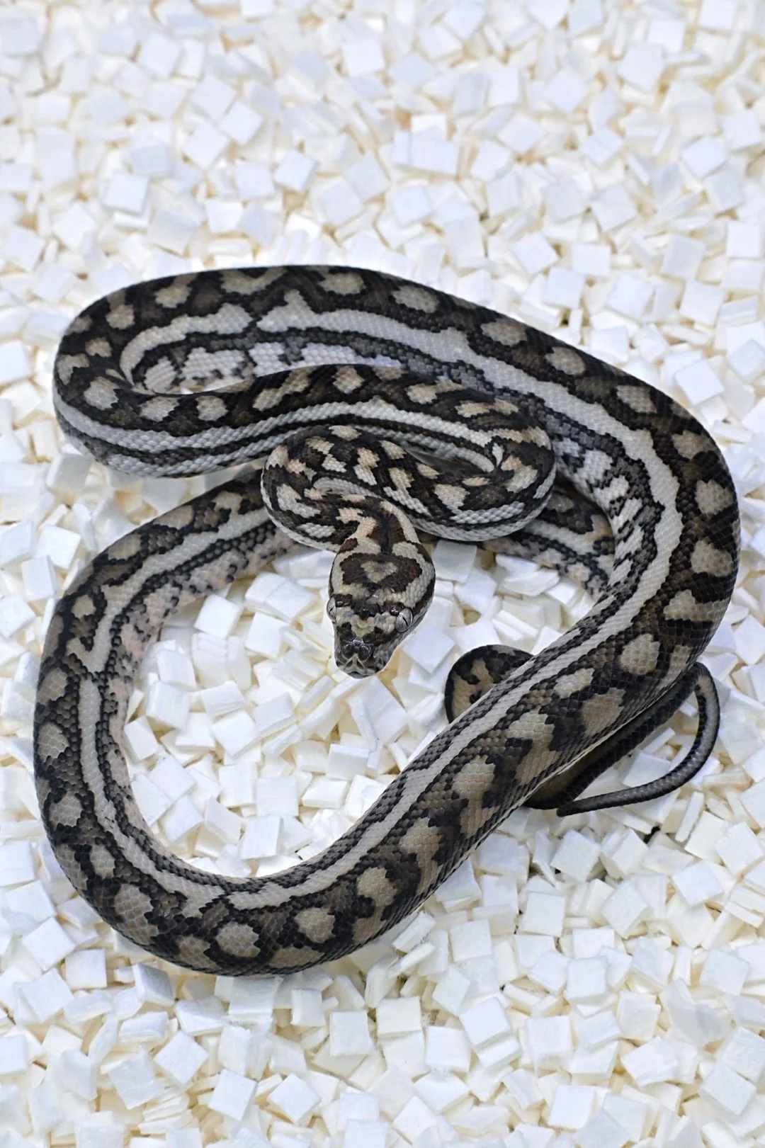 75% Murray Darling 100% Het Silver Pepper (Male)