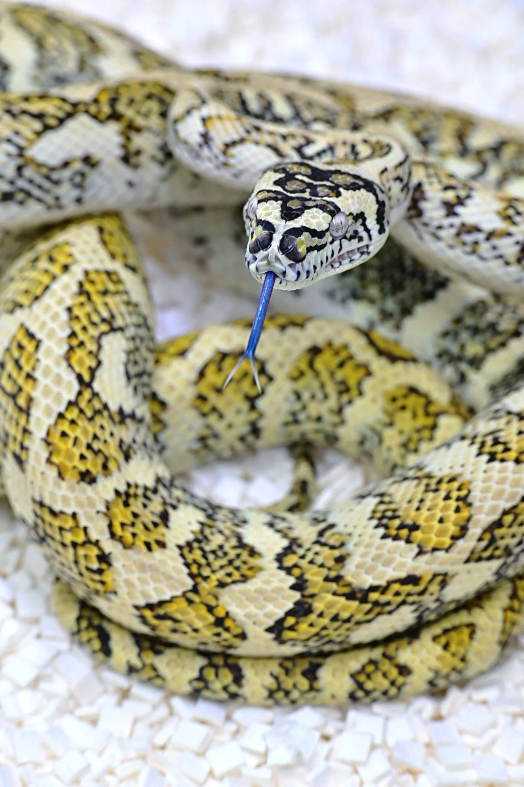 Royal Red Jungle Jag (Yearling Female)