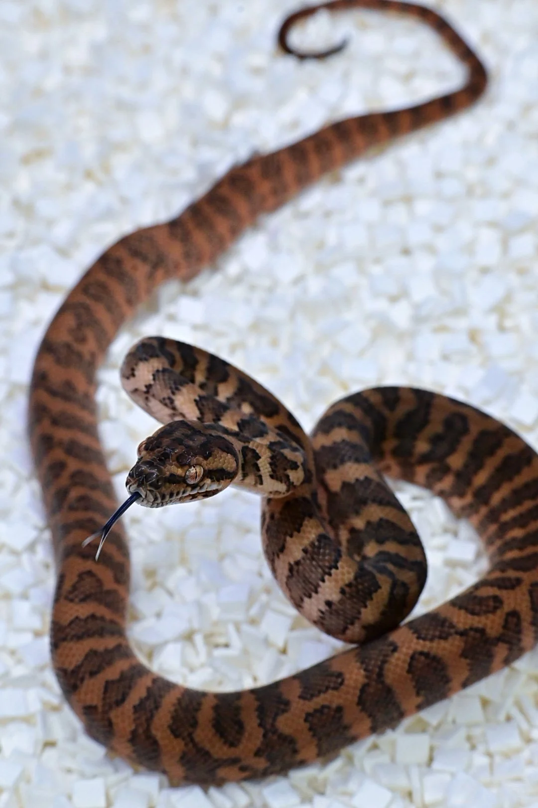 Mixed Carpet Poss TH (Male)