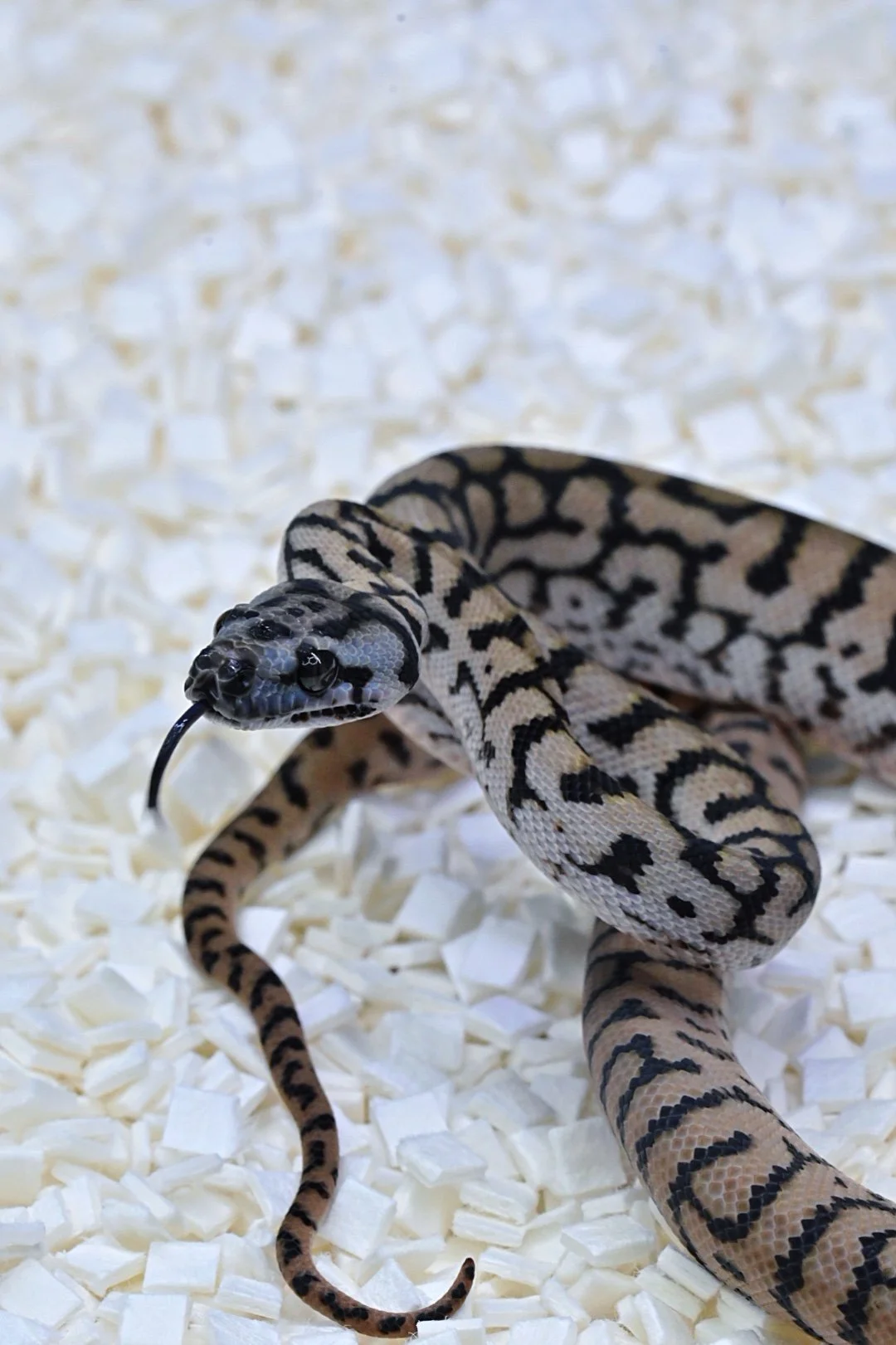 Silver Pepper Jag 50% Het Albino (Male)