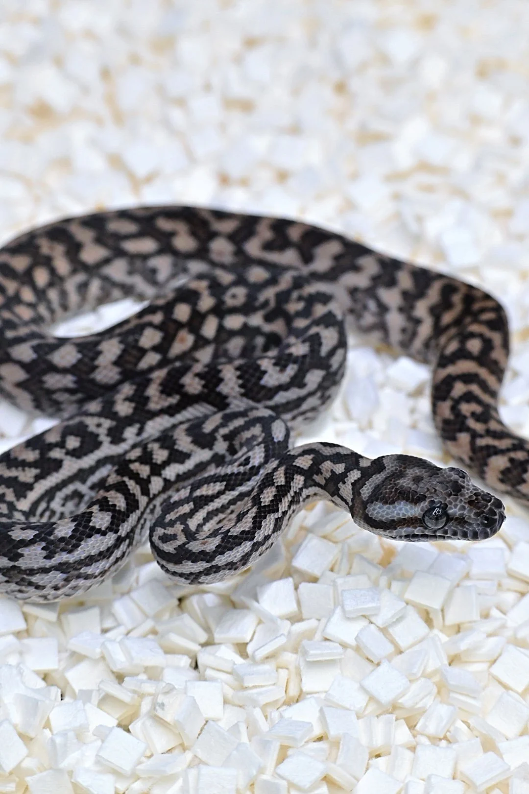 75% MD Silver Pepper (Female)