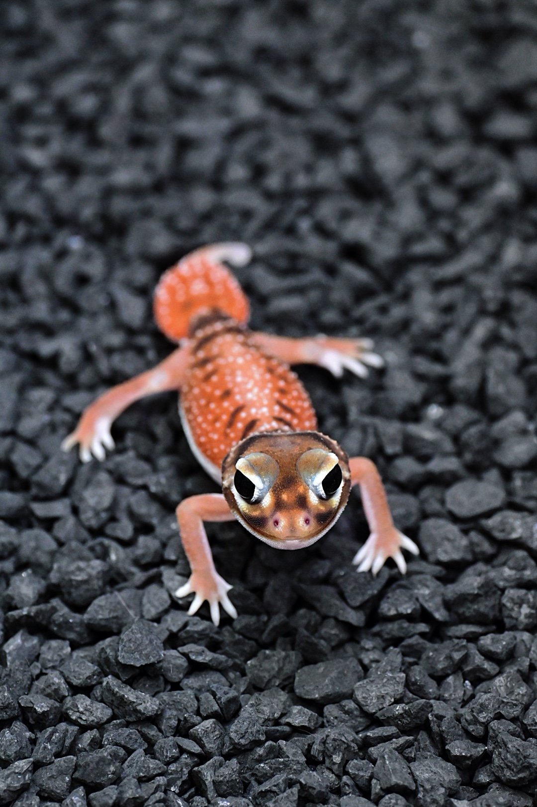 High White Smooth Knob Tail Gecko (Male)