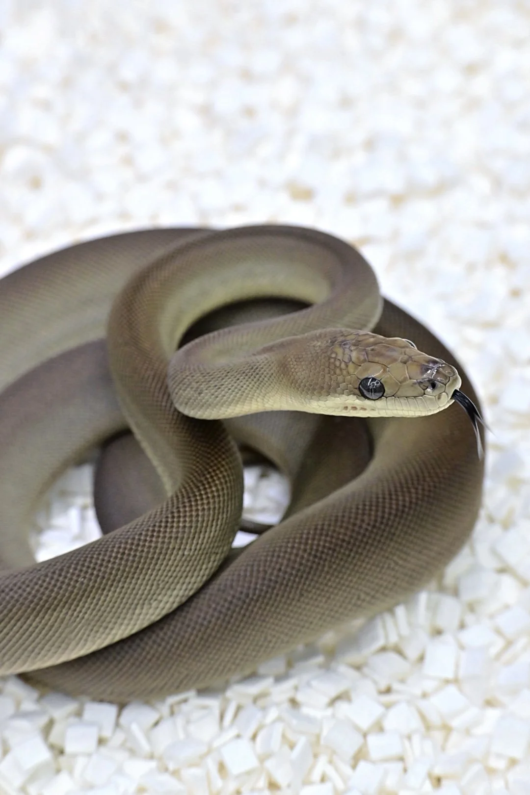 Olive 100% Het Albino (Female)