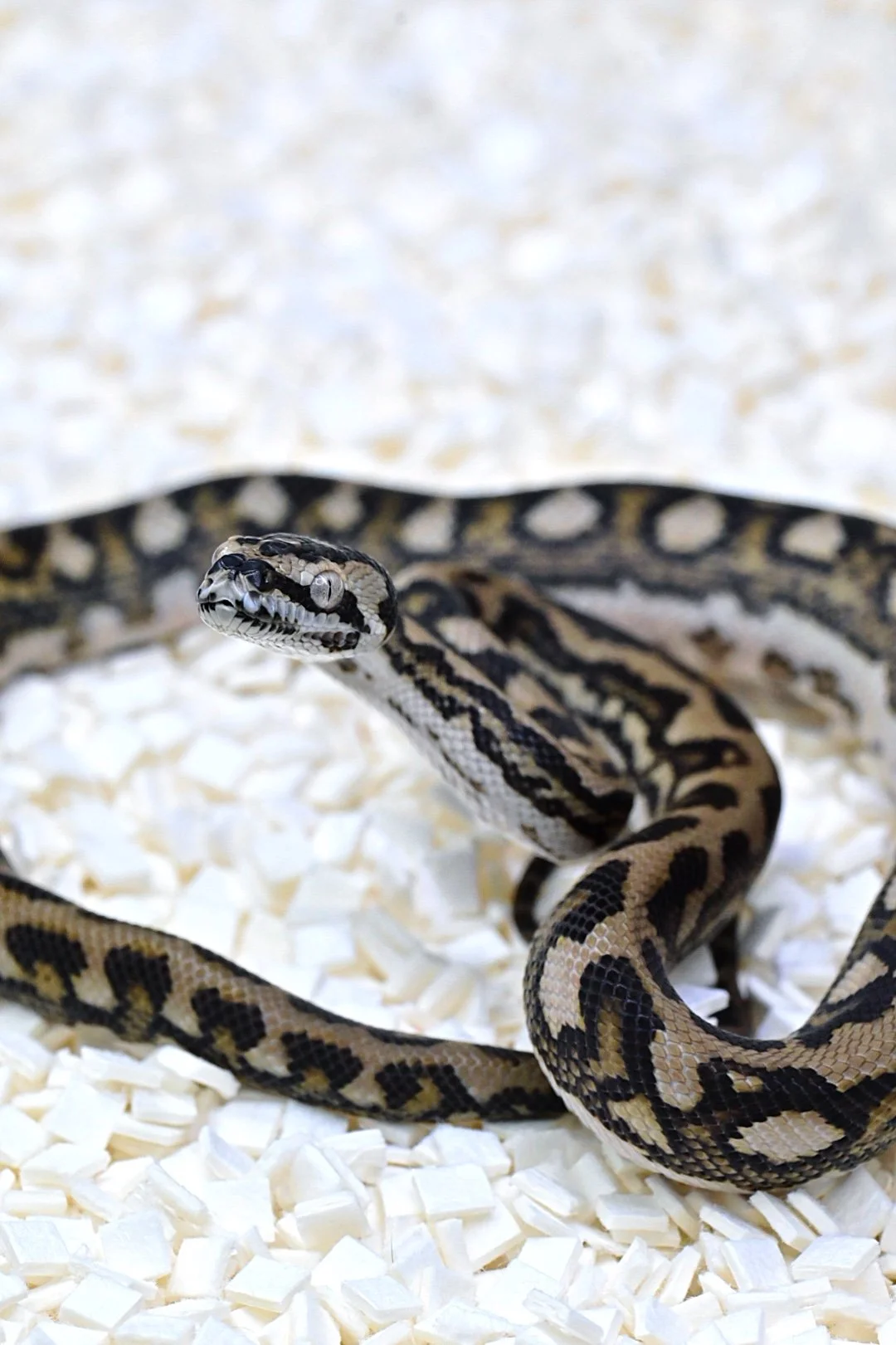 Jungle Jag (Female)