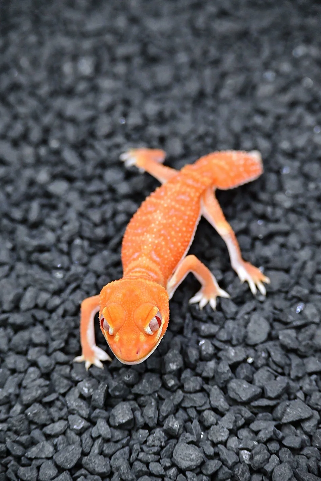 Albino Knob Tail Gecko (Female)