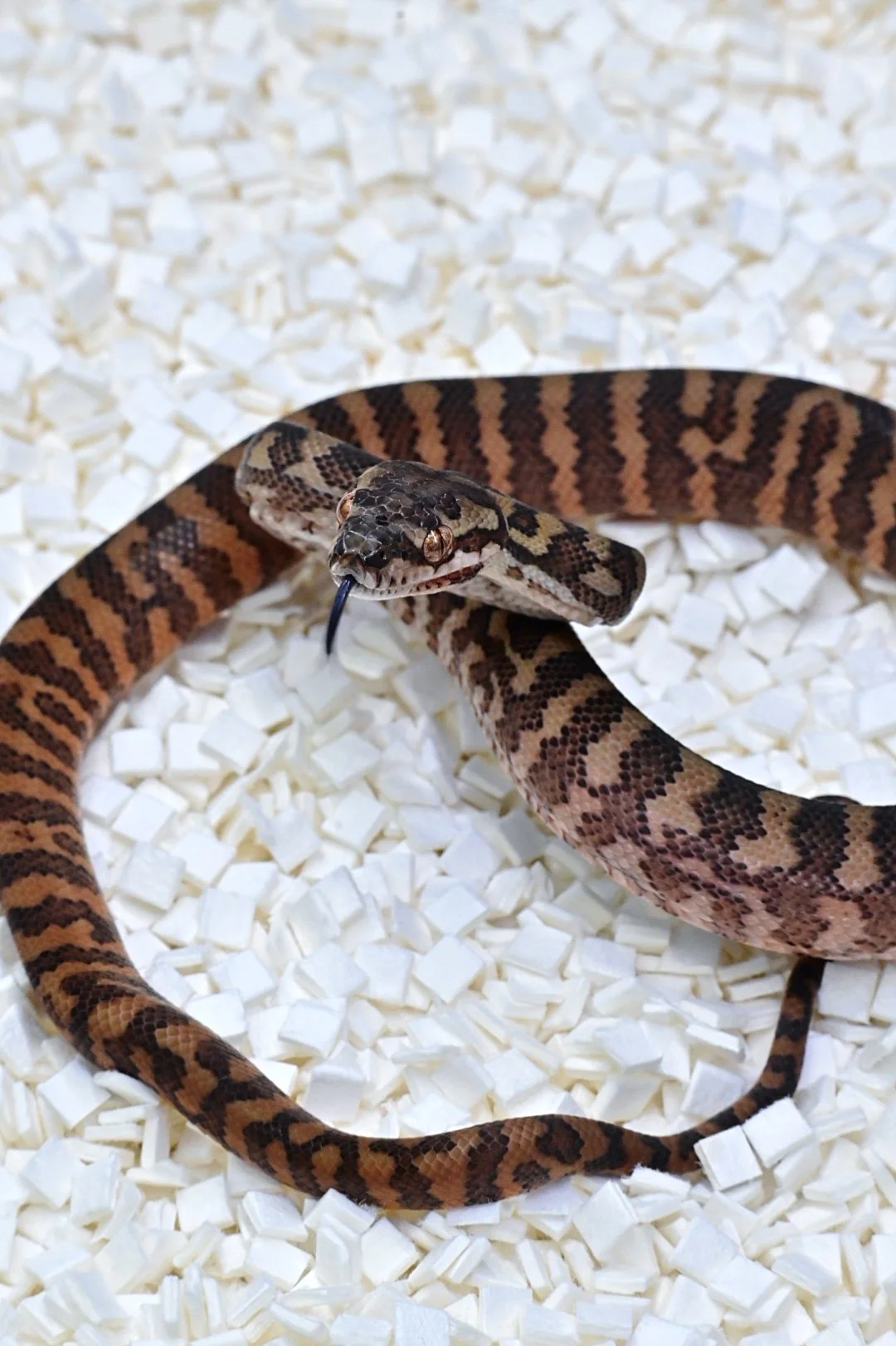Darwin/Coastal 100% Het Albino 50% Het Axanthic (Male)