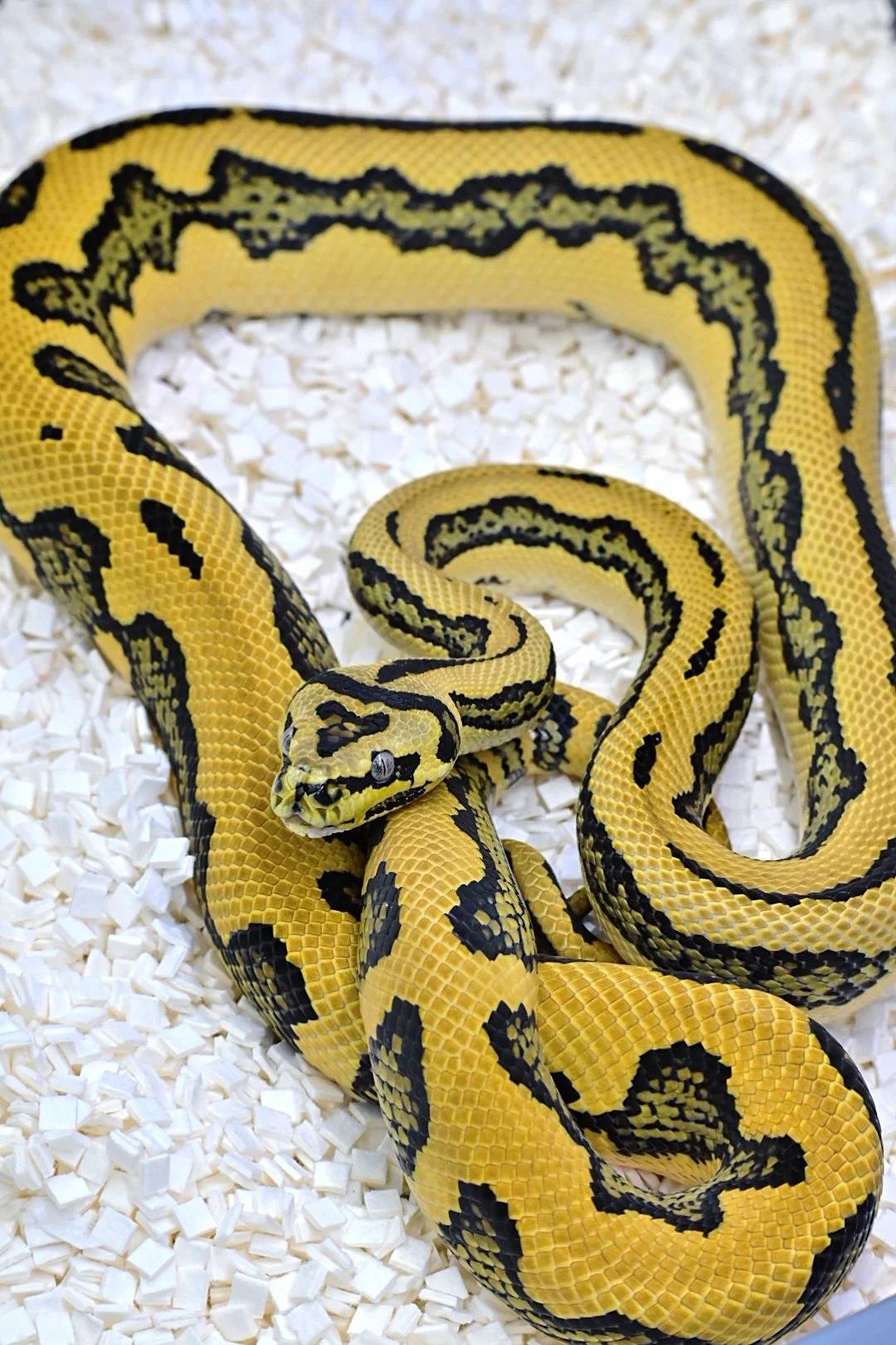 Tiger Jungle Jag 50% Het Axanthic (Yearling Female)